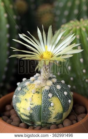 Astrophytum Asterias Variegated Pot Plant With Fully Bloom Of Yellow Flower On Cactus Garden Backgro
