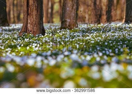 Fantastic forest with fresh flowers in the sunlight. Early spring time is the moment for wood anemone. Snowdrop nemerosa. Template floral background. Nature wallpapers. Ecology concept. Beauty world.