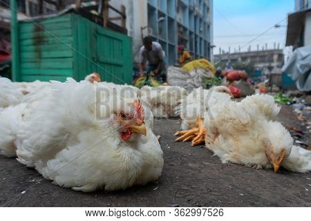 Chickens For Sale At Roadside, Territy Bazar, Kolkata, West Bengal, India.