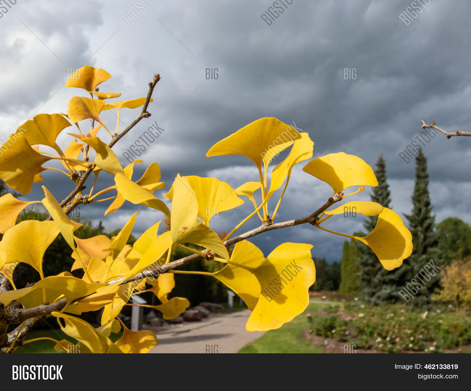 Yellow Fanshaped Image & Photo (Free Trial) Bigstock