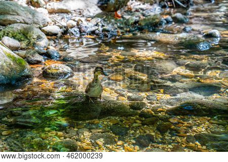 Duck In Tropic Restaurants On The River. Places On The River With Tourists In Forest, Turkey