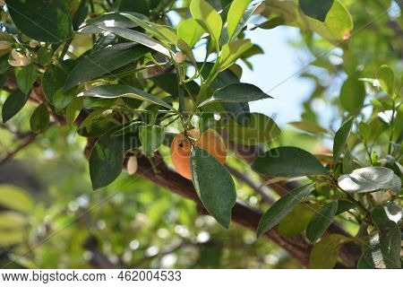 Orange Calamandarin Fruit Hanging Down From A Tree Branch.
