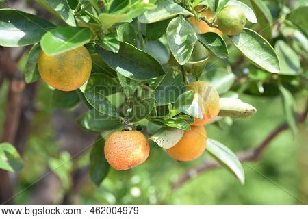 Cluster Of Orange Calamondin Fruit Hanging From A Branch On A Tree.
