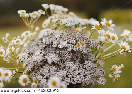 Wild Carrot Flower Closeup, An Umbelliferous Plant. Nature Background