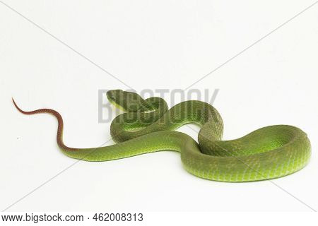 Trimeresurus Insularis (white-lipped Island Pit Viper) On White Background