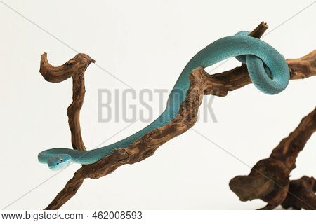 Blue Insularis (trimeresurus Insularis) White-lipped Island Pit Viper On White Background