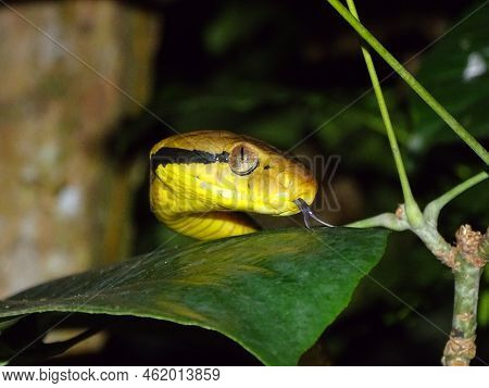 Snake Flicking Tongue On Leaf In The Jungle