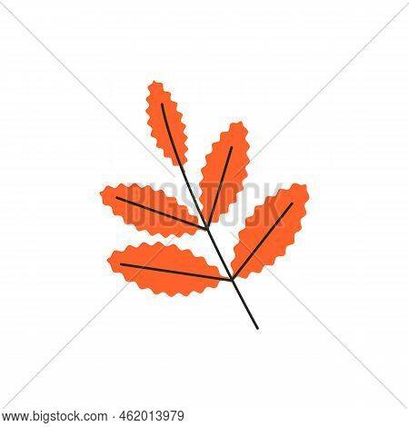 Ripe Dog Rose Branch Isolated On White Background. Orange Eglantine Leaves With Veins. Canker-rose S