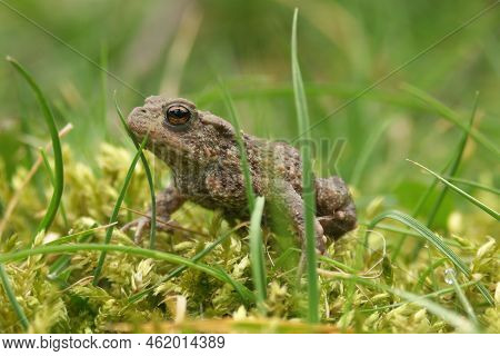 Cloaseup On A Smalltoadlet Of The Common European Toad, Bufo Bufo Walking In The Grass In Teh Garden