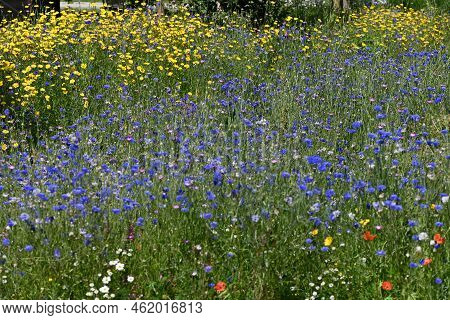Wild Blooming Blue Echium And Yellow Chrysanthemum.