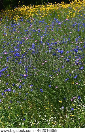 Wild Blooming Blue Echium And Yellow Chrysanthemum.