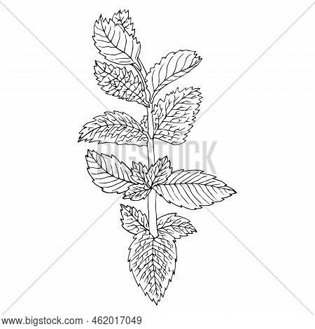 Sprig Of Mint Isolated On White Background Vector Illustration Drawing By Hand