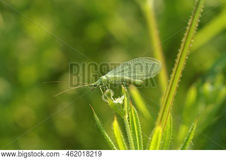 Detailed Closeup On A Common Green Lacewing, Chrysoperla Carnea, Sitting In The Vegetation