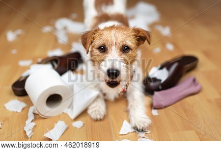 Funny Naughty Playful Puppy Smiling And Playing With Chewed Shoes, Socks, And Toilet Paper. Pet Dog 