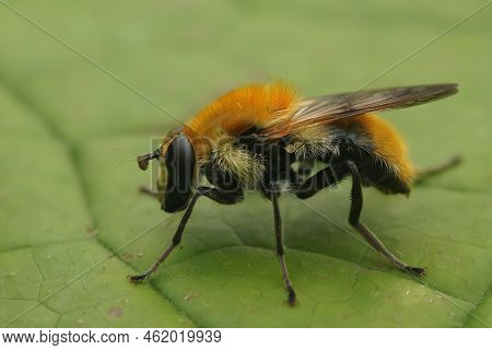 Detailed Closeup On The Colorful Orange Fluffy, Buff-tailed Bearfly Criorhina Floccosa
