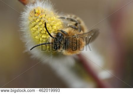 Closeup On A Male Early Cellophane Solitary Bee,colletes Cunicularius, Eating Pollen From Goat Willo