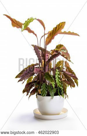 Bush Room Calathea Rufibarba In A Pot On A White Background