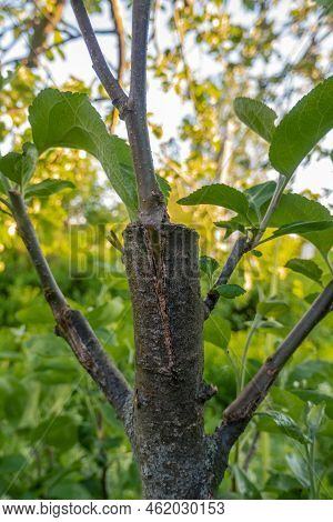 Gardening. Graft An Apple Tree. Green Sprouts Of A Grafted Apple. Successful Grafting Fruit Tree. Hi