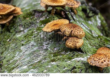 Autumn Wood-destroying Fungi Growing On Old Trunks And Stumps