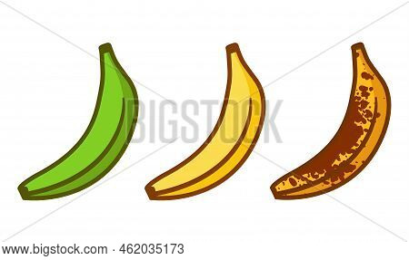 Banana Ripeness Fruit Illustration Green Mature Bad Food. Banana Ripe Vector Icon