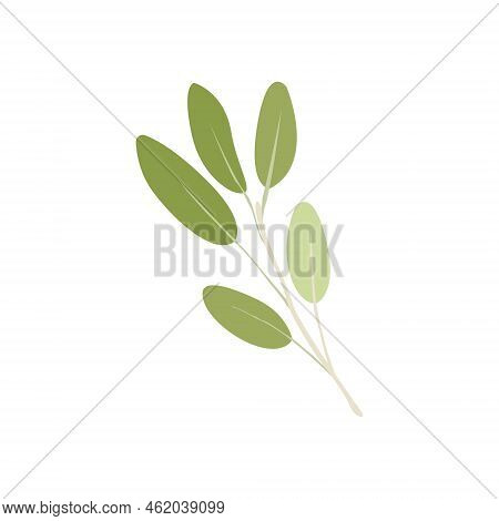 Simple Colored Sage Twig, Herb Leaves. Vector Illustration Isolated On White Background Flat Style.