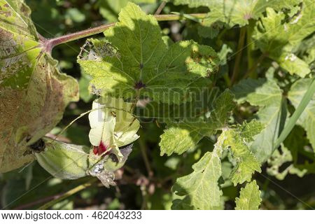 Insects And Pests Damages The Okra Crop In The Field