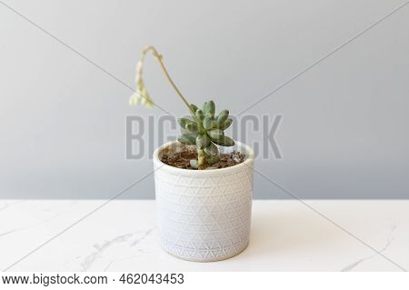 Pachyphytum Compactum Succulent In A Decorative Ceramic Pot With Selective Focus