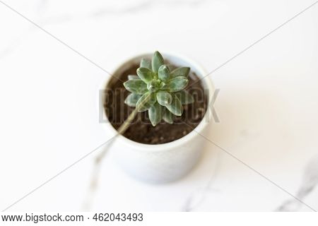 Pachyphytum Compactum Succulent A Ceramic Pot With Selective Focus And Blur Background