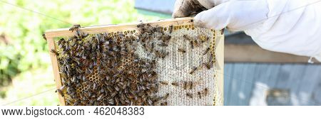 Work Of Beekeeper In A Protective Suit On Afarm. Beekeeper Carefully Inspects Narrow Frame With Hone