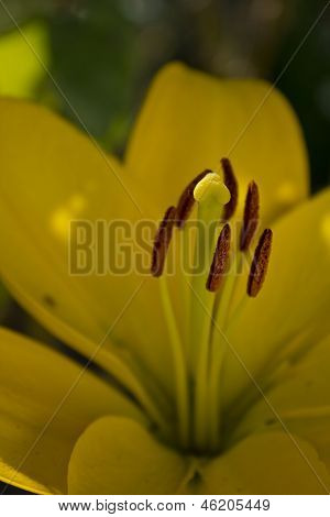 Gelbe lilly