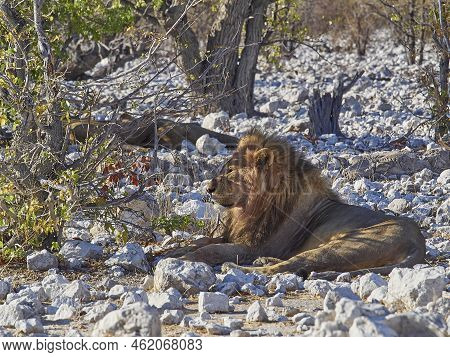 Big Male Maned Lion Relaxing In The Shade Of A Mopane Tree On The Rocky Ground In Etosha National Pa