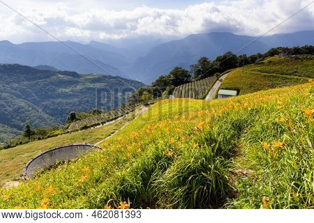 Orange day lily flower field in Taimali Kinchen Mountain in Taitung