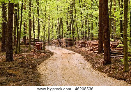 Route à travers les bois