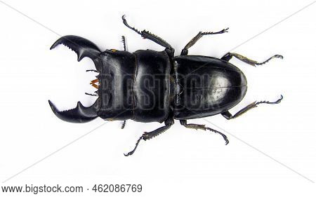 Beetle, Isolated On White, Real Giant Stag Beetle, Black Color, Dorcus Titanus, Indonesia, Huge Jaws