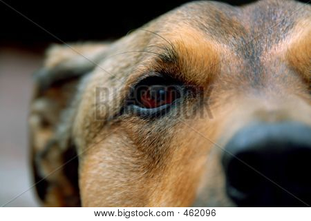 Puppy Eye