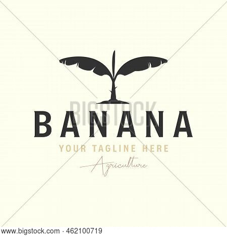 Vector Banana Tree With Vintage Style Logo Template Icon Illustration Design