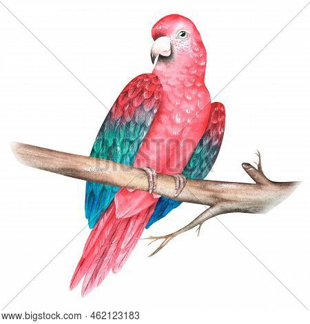 Red Parrot On A Branch. Ara Chloroptera. Watercolor Illustration. Isolated On A White Background. Fo