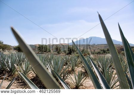 A Agave Field For Tequila Production, Jalisco, Mexico