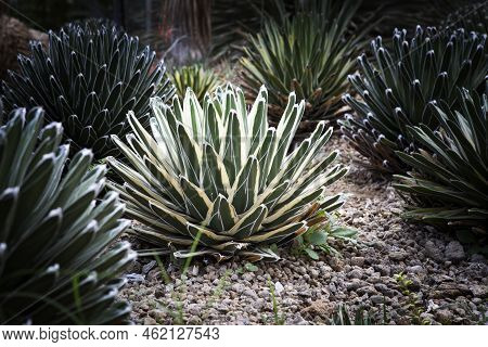 Close Up Agave Victoria Planting In Succulent Garden