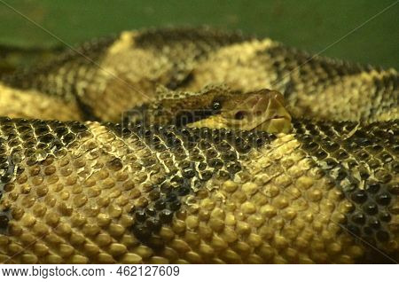 Amazing Scaled Bushmaster Snake Coiled Up And Poised To Strike.