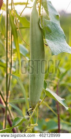 Young Sponge Gourd Or Luffa Aegyptiaca Vegetable Growing Inside Of A Farm