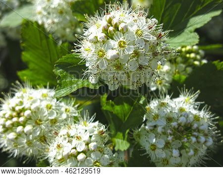 Bush Of The Pemphigus Viburnum (physocarpus Opulifolius)  Blooms In Summer With White Flowers
