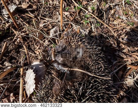 Close-up Shot Of The Adult European Hedgehog (erinaceus Europaeus) Among Dry Grass In Early Spring A