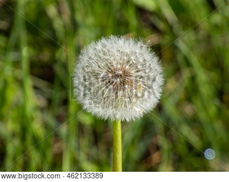 Macro Shot Of Single Dandelion Flower Head With Seeds And Pappus In The Meadow With Green Bokeh Gras