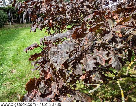 Rare Purple Leaved Cultivar Of English Oak (quercus Robur) 'timuki' In Summer At Latvian National Bo