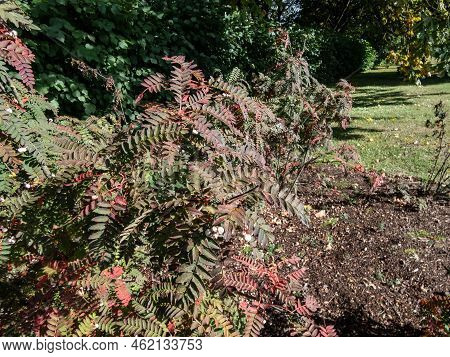 Koehne Mountain Ash (sorbus Koehneana) Turning It's Leaves Yellow And Later Bright Red And Bearing W