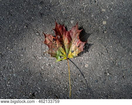 Close-up Shot Of A Maple Leaf On The Ground In Autumn. Maple Leaf Changing Colours From Green To Yel