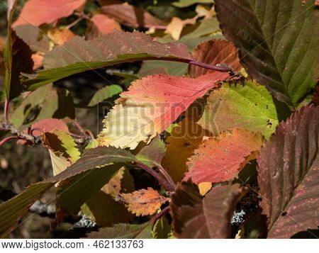 Leaf Changing Colors With Green, Yellow, Orange, Purple, Red. Changing Seasons. Fall Pigments - Anth
