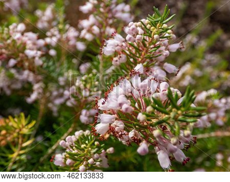 Macro Of Beautiful Bell-shaped, White, Pink And Red-purple Flowers Of Cornish Heath Or Wandering Hea