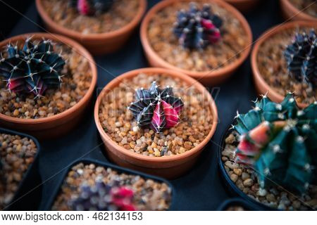 Cactus And Cactus Flowers Popular For Decorative